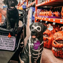 Labrador Retriever Puppies from Steele Caliber Retrievers