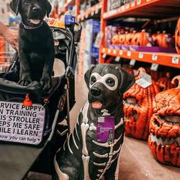 Labrador Retriever Puppies from Steele Caliber Retrievers