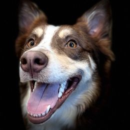 Australian Shepherds and German Shepherds from All the Shepherds, LLC