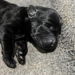 Gertie - Black female Labrador Retriever puppy in Mount Olive, Mississippi from 3 King Kennels