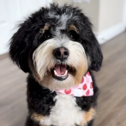 Bernedoodles and Sheepadoodles from EasyBreezyDoodles