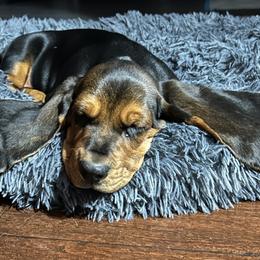 Basset Hound Puppies from Olveras Hound of Ohio