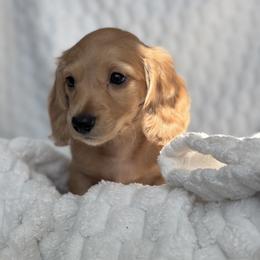 Dachshund Puppies from Dash of Love