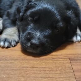 Australian Shepherd Puppies from Summit Australian Shepherds