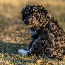 Simon - Black tri-color male Aussiedoodle puppy in Tonopah, Arizona from Kae's Kennels