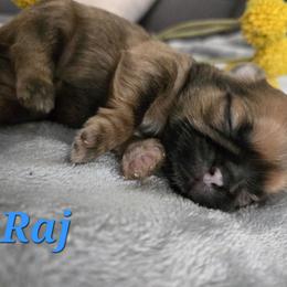 Raj - Black and tan male Shih Tzu puppy in Corona, California from Ju Shih Tzu