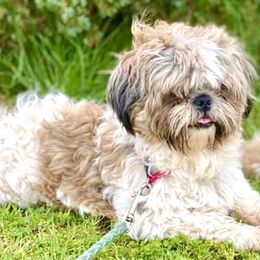 Bear Grylls - Shih Tzu