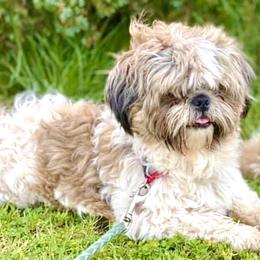 Bear Grylls - Shih Tzu