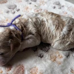 Honey - female Cavapoo puppy in Jerome, Michigan from Haaspawz