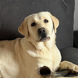 Amari - Labrador Retriever