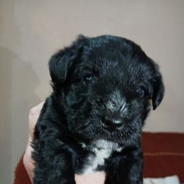 Bart - Black male Miniature Schnauzer puppy in Muskogee, Oklahoma from A&W Miniature Schnauzers