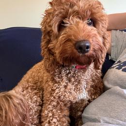 Kobe - Goldendoodle