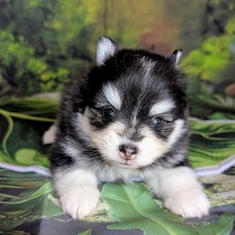 Anna - Black and white female Pomsky puppy in Spring Hill, Florida from www.PuppyTimeEmporium.com