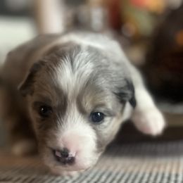 Sarah - Blue merle female Miniature Australian Shepherd puppy in Bethany, Illinois from Rachel at Marrowbone Creek Aussies