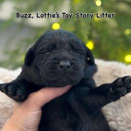 Buzz - Black male Labrador Retriever puppy in Owosso, Michigan from Bennington Retrievers