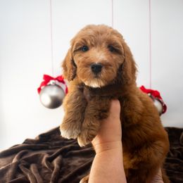 Sage Orange Boy - Red  male Goldendoodle puppy in Lafayette, Alabama from Sweethaven Kennels