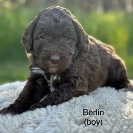 Berlin - Chocolate Goldendoodle puppy in Colorado Springs, Colorado from Shining Star Doodles