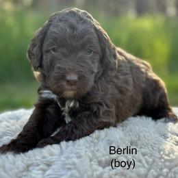 Berlin - Chocolate Goldendoodle puppy in Colorado Springs, Colorado from Shining Star Doodles