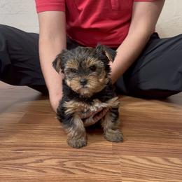 Yorkshire Terrier Puppies from Russell Puppies