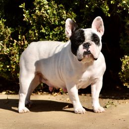 Harley - French Bulldog