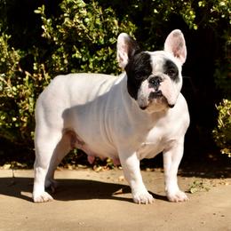 Harley - French Bulldog