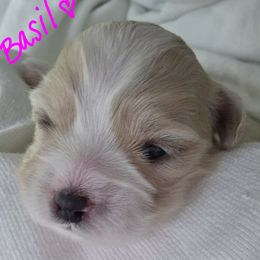 Maltipoo Puppies from Missy's Little Garden