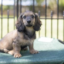 Dachshund Puppies from Rising Dawn Dachshunds