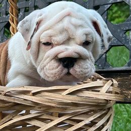 Bulldogs and French Bulldogs from Salem Bulldogs