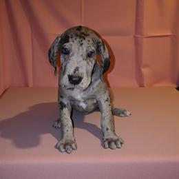 Nova - Merle female Great Dane puppy in Walker, Louisiana from La Rebel Danes