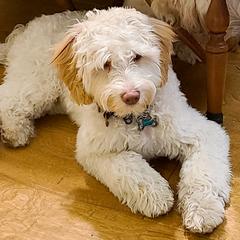 Bernedoodle and Double Doodle Puppies from Cloud Nine Doodles