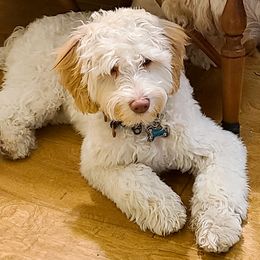 Bernedoodle and Double Doodle Puppies from Cloud Nine Doodles