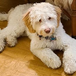 Bernedoodle and Double Doodle Puppies from Cloud Nine Doodles