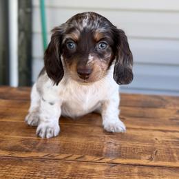 Sunny - Girl 2 - Dapple female Dachshund puppy in Corbin, Kentucky from Steele Half Acre Homestead