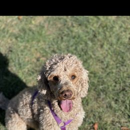 Poodle All Grown Up from Midwest Moyen Poodles