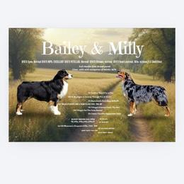 Australian Shepherd puppies from Winsome Aussies