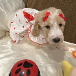 Daisy - Parti female Poodle puppy in Mobile, Alabama from Semmy’s Standard Poodle LLC