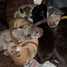 Great Danes from K & J Danes