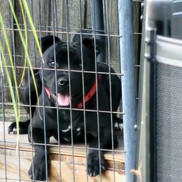 Staffordshire Bull Terrier Puppies from Angels & Myths