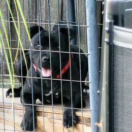 Staffordshire Bull Terrier Puppies from Angels & Myths