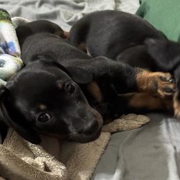 Dachshund Puppies from Johnson’s Weiner Farm