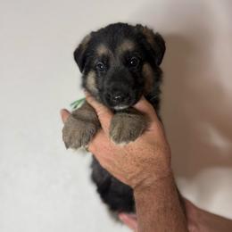 Liam - Black and tan male German Shepherd puppy in Florida from Best Shepherds