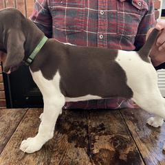 German Shorthaired Pointer Puppies from Juniper Ridge Pointers