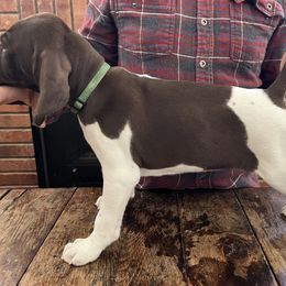 German Shorthaired Pointer Puppies from Juniper Ridge Pointers