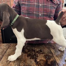 German Shorthaired Pointer Puppies from Juniper Ridge Pointers