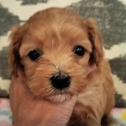 Cavapoos from Cavapoos of Lake Waco