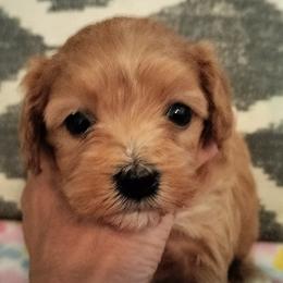 Cavapoos from Cavapoos of Lake Waco