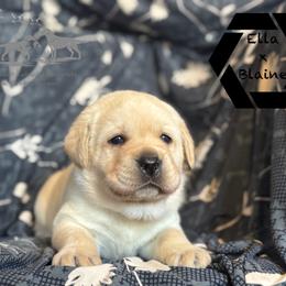 Black collar male - Yellow male Labrador Retriever puppy in Beaverdam, Virginia from Riverside Sunset Labrador Retrievers