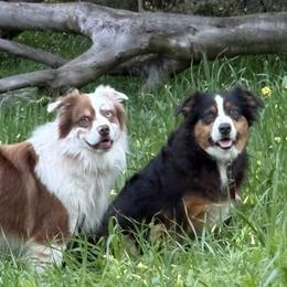 Coop - Australian Shepherd