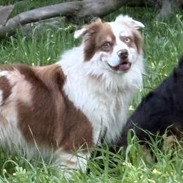 Coop - Australian Shepherd