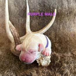 Labrador Retriever Puppies from TGO shed antler dogs